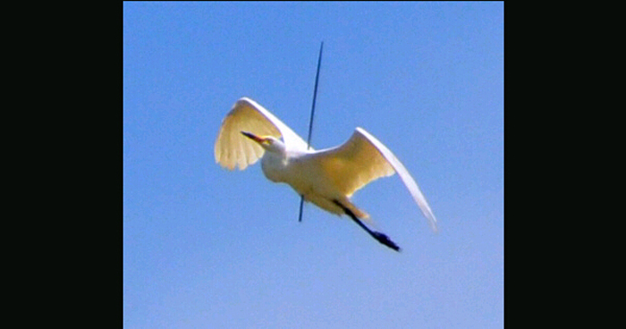 日本现坚强鸭 头部中箭仍能游泳(组图)|日本|游