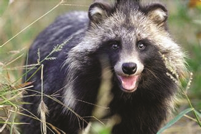 神秘动物现身山间 专家鉴定为一丘之貉|动物