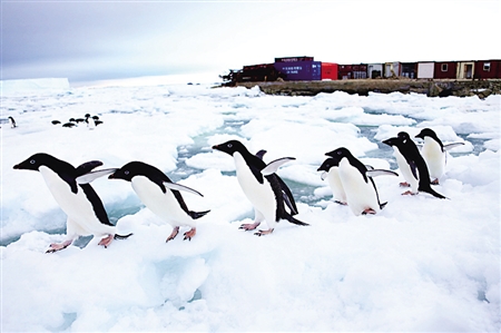 到南极当厨师 25万年薪还能逗企鹅看极光|南极