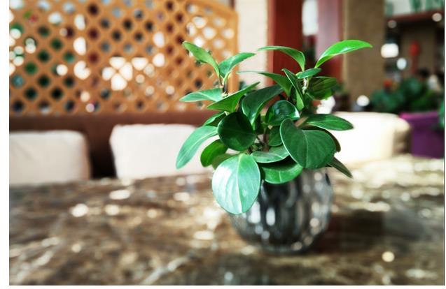 手把手教你如何用手机拍出单反级别照片|手机