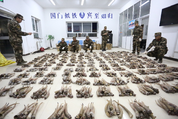 法制网讯 记者 潘从武 通讯员 陈莉 朱辉 近日,新疆公安边防总队吐尔尕特边检站经过连续两天严密侦查,成功破获一起特大走私羚羊角、动物制品案,抓获犯罪嫌疑人4名,查获走私羚羊角5300根,禁止入境品牛鞭25000余根及大批量牛百叶,涉案金额价值约合人民币1.6亿元。 10月30日17时许,吐尔尕特边检站前哨班执勤官兵在对一辆由吉尔吉斯斯坦入境的吉国货车例行检查时,发现货车驾驶员神色慌张,车厢内装载的货物是牛皮,车体隐隐散发出一股腥臭味,便当即控制住当事人,扣留车辆进行细致检查。边检官兵将湿滑、血