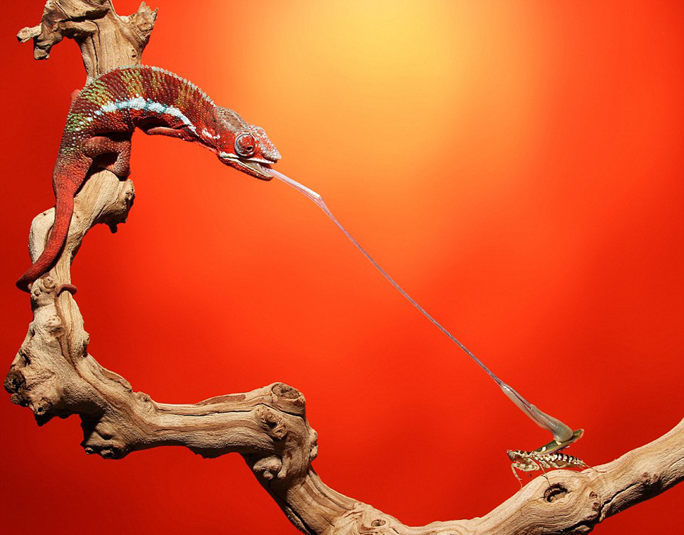 美摄影师抓拍变色龙光速捕食精彩瞬间(高清组