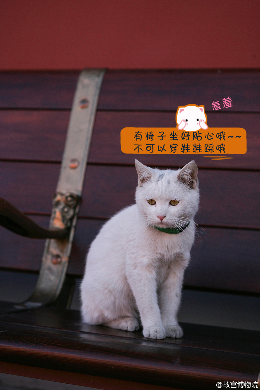 求网友给猫咪起名字视频 1Sto-fxknixq0040217.jpg