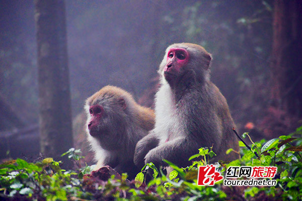 张家界举行自行车赛 猴子一旁观战看呆了(图)|