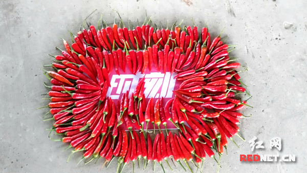 【收获时刻】邵东朝天椒求上时刻摆POSE|朝