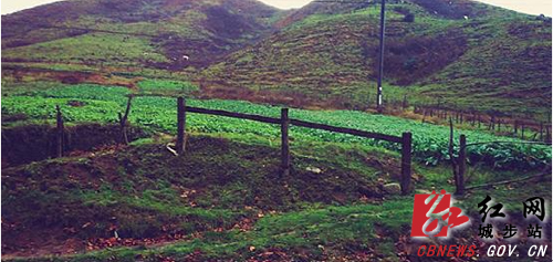 城步南山广泛种植青饲料确保奶牛过冬粮|青饲