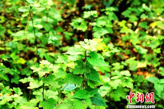 南京栖霞山现“植物大熊猫”:从冰川纪存活(图)