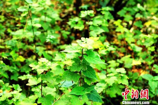 南京栖霞山风景区核心区域的山坡上发现了几处不知名的野生灌木丛，经林业专家鉴定为冰川纪侥幸存活下来的孑遗植物，堪称“植物大熊猫”的茶藨子。 徐远 摄