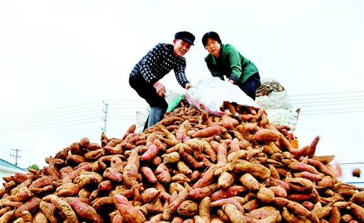 图文:种红薯增收入|红薯|收入|图文