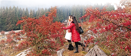 火棘旅游季开幕 千野草场呈现浪漫"石柱红"
