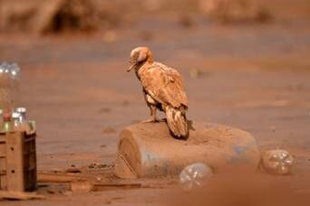 巴西铁矿溃坝恐影响环境数年 矿业公司承诺赔