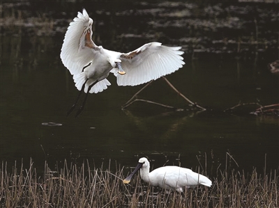 濒危珍稀动物 白琵鹭鸟现身浦口