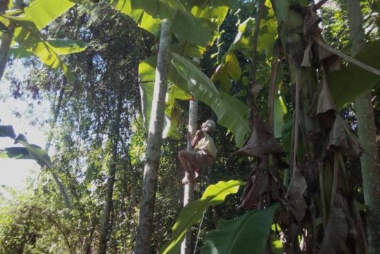72岁老太酷爱爬树采槟榔:每天爬50棵 树高5层