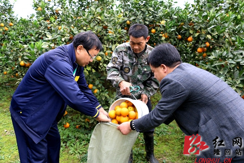 隆回村支书带头种柑橘果农增产又增收(图)