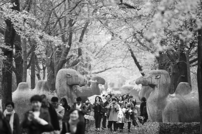 金色 石象路|金色|石象路|钟山风景区