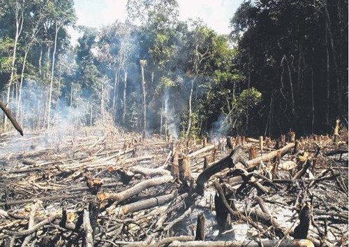 亚马孙森林过半树种 因乱砍滥伐濒危