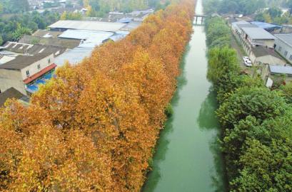 金黄梧桐 延绵数里|梧桐|树叶|成都