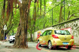 六大树拦路 改路不挪树|发改委|权力|政府