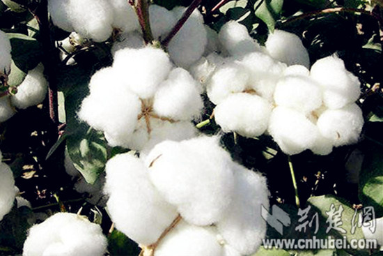 枝江棉花终获地理标志商标注册 工商跟踪服务