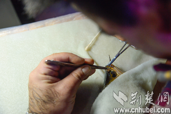 汉鱼医潘志强:鱼是我生命的一部分|龙鱼|武汉