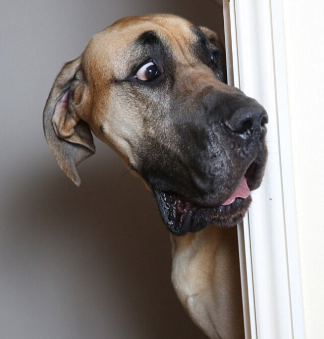 英国巨犬身高1.8米 胆小如鼠(组图)