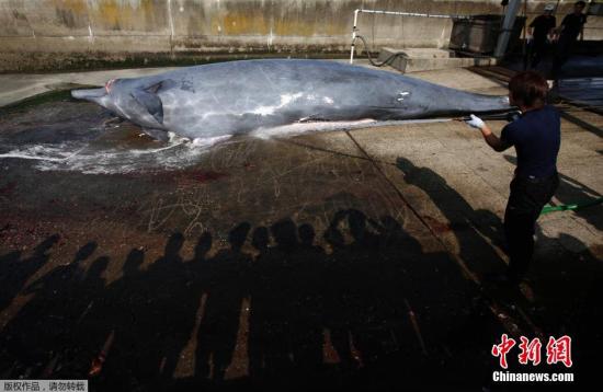 资料图：日本千叶，为了纪念捕鲸季开始，千叶市屠鲸厂组织日本在校学生围观宰杀鲸鱼的过程，并将割下的鲸肉分发给在场的人。此前联合国法庭出台禁令，禁止日本在南极洲附近捕杀鲸鱼。