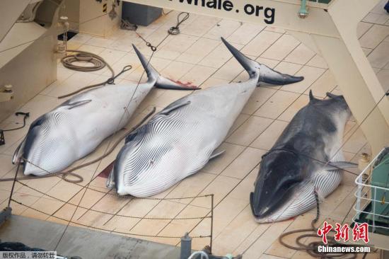 资料图：反捕鲸团体公开的三条死亡小须鲸在其中一艘日本船只的甲板上的照片。