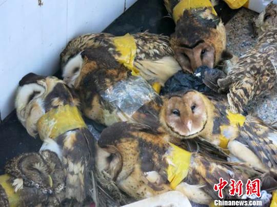 广西全州警方破获特大非法运输濒危野生动物案