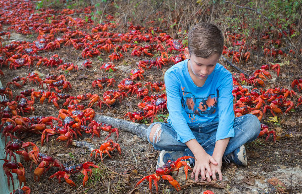 澳大利亚1.2亿只红螃蟹大迁移 场面壮观(高清组