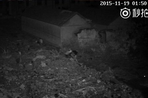 平邑老夫妇深夜被抬出房屋遭强拆续:警方已刑