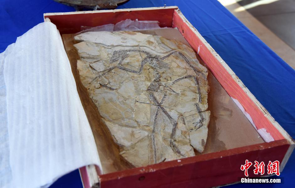 外媒:美国向中国移交流失文物及1.2亿年前恐龙