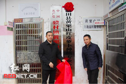 湖南新田百万萝卜滞销 团省委精准扶贫解村民