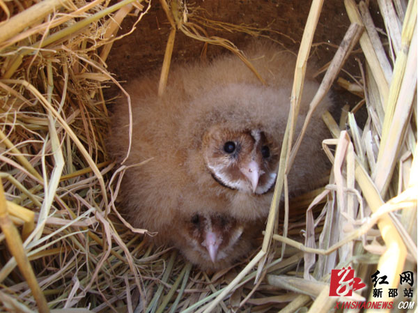 新邵森林公安救助2只猴面鹰雏鸟