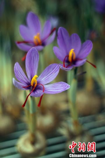 崇明岛藏红花种植基地的具体地点