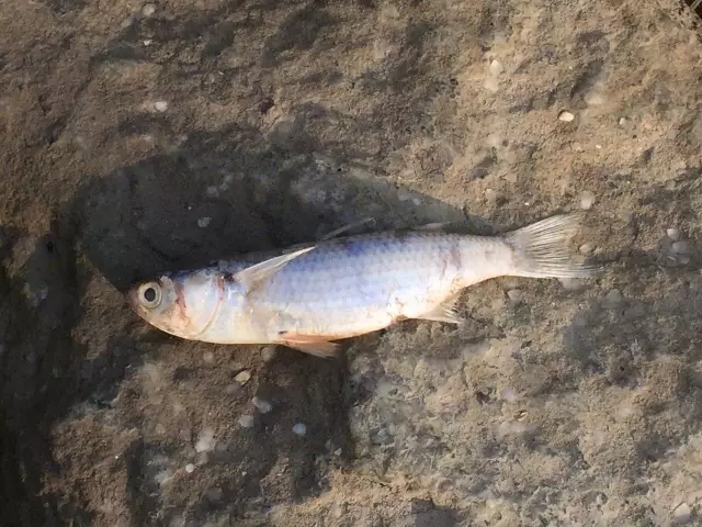 死鱼