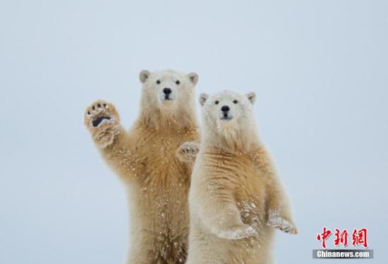 俄罗斯北极熊被喂食炸弹炸死引民愤 警方通缉