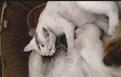 流浪猫崽没奶喝,母狗自愿当奶妈