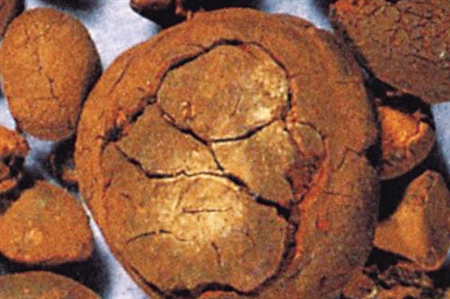 鸡肚子里取出两个黄疙瘩 市民打飞的到上海鉴