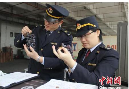 台湾葡萄首登大陆 首柜供给百果园