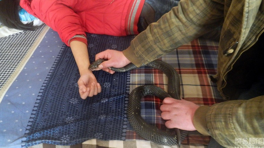 港媒:内地女游客泰国吻蛇被咬鼻 获赔2.2万