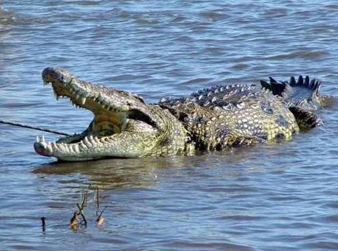 另类出家仪式:泰国男子骑鳄鱼让众人抬着巡游