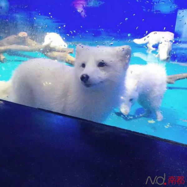 广州又有遛娃新去处啦!正佳海洋馆预计1月28日