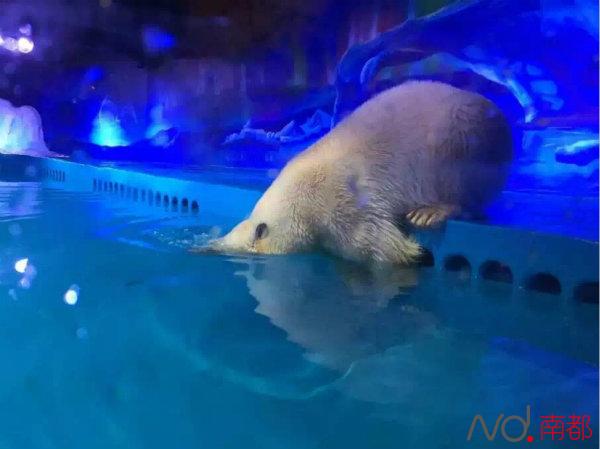 广州又有遛娃新去处啦!正佳海洋馆预计1月28日