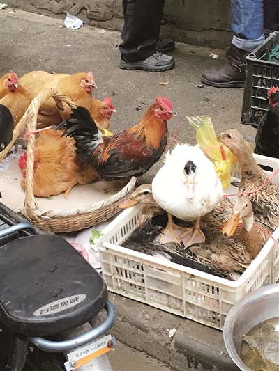 活禽交易禁令禁而不绝 实施一年买活鸡不费力
