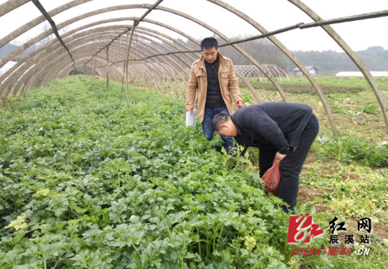 辰溪全力把好春节前后农产品质量关