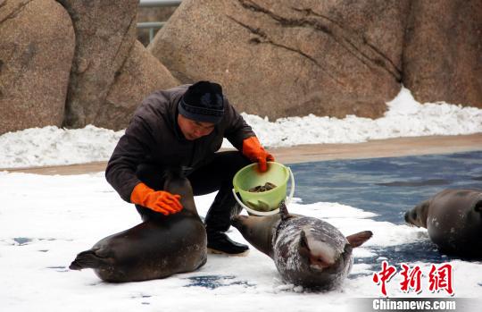 山东烟台斑海豹惬意的冬日生活(图)