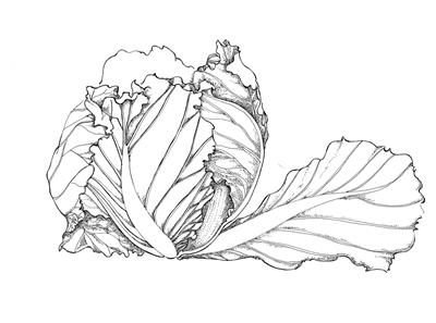 万物静默如谜,博物学的那些事(1)