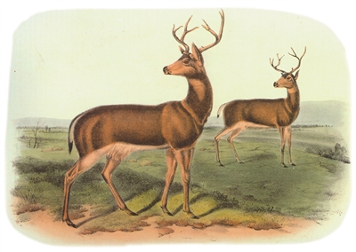 万物静默如谜,博物学的那些事(2)