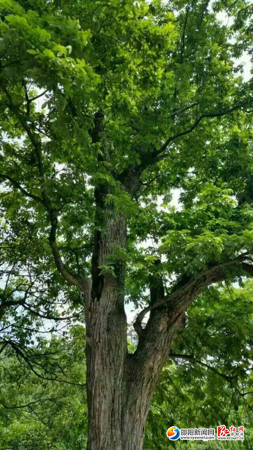 绥宁青钱柳茶获评国家地理标志保护产品