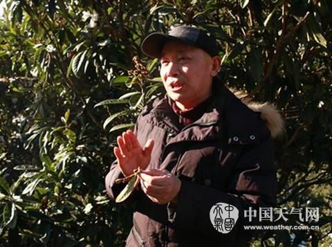 安徽歙县遭1991年来最大冻害 三潭枇杷万亩绝